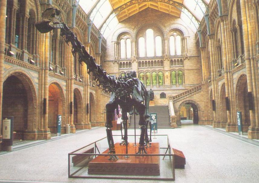 London, Natural History Museum, Cast of Diplodocus
