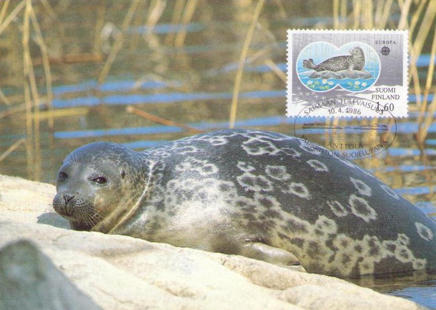 Saimaa ringed seal (Pusa hispida saimensis) (Maximum Card)