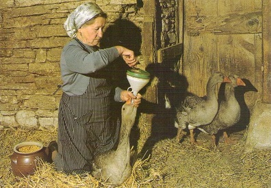 Terroir et Traditions: Le gavage des oies