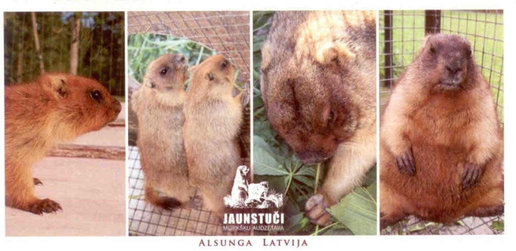 Alsunga Latvija – Marmots