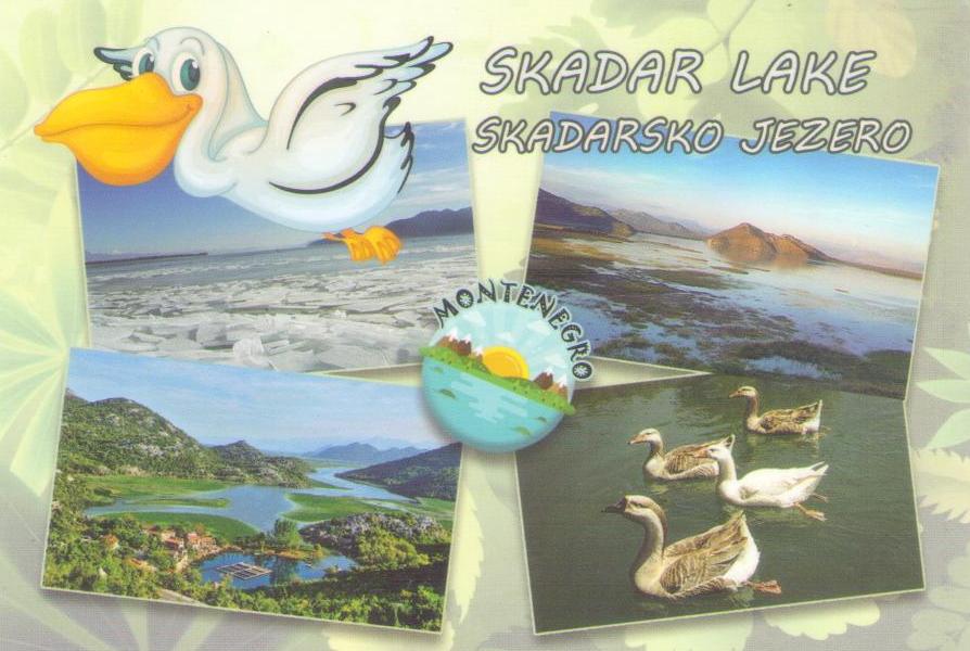 Skadar Lake, birds