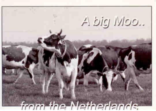 A big Moo from the Netherlands