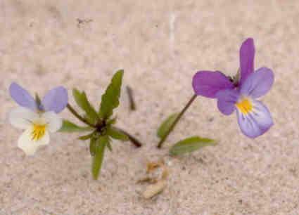 Duinen van Goeree, Duinviool (violets)