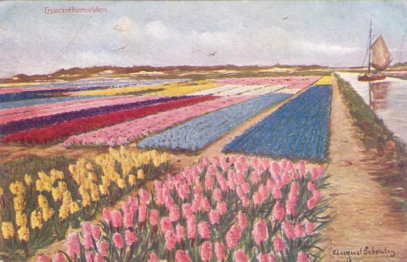 Hyacinthenvelden