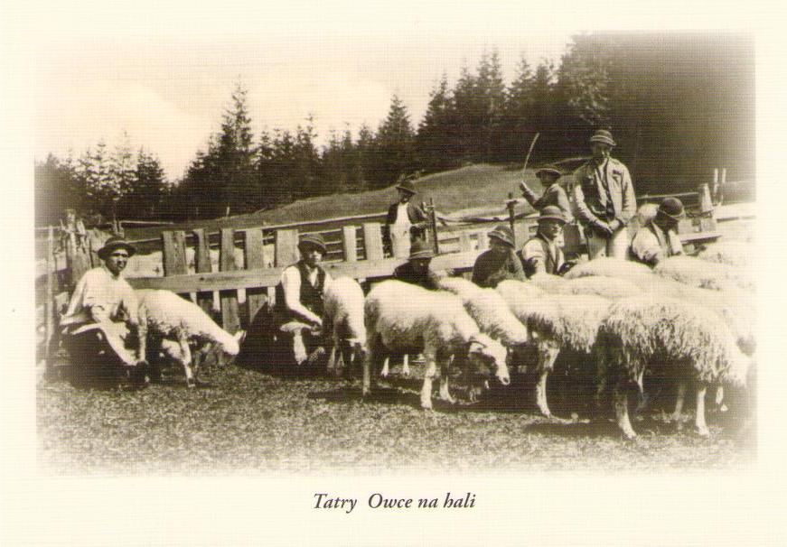 Tatry Owce na hali
