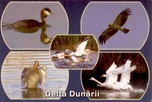The Danube Delta (Delta Dunării)