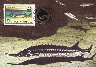 Acipenser stellatus (Sevruga Sturgeon) (Maximum Card)