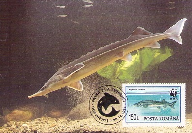 Acipenser ruthenus 150L (Sterlate Sturgeon) (Maximum Card)