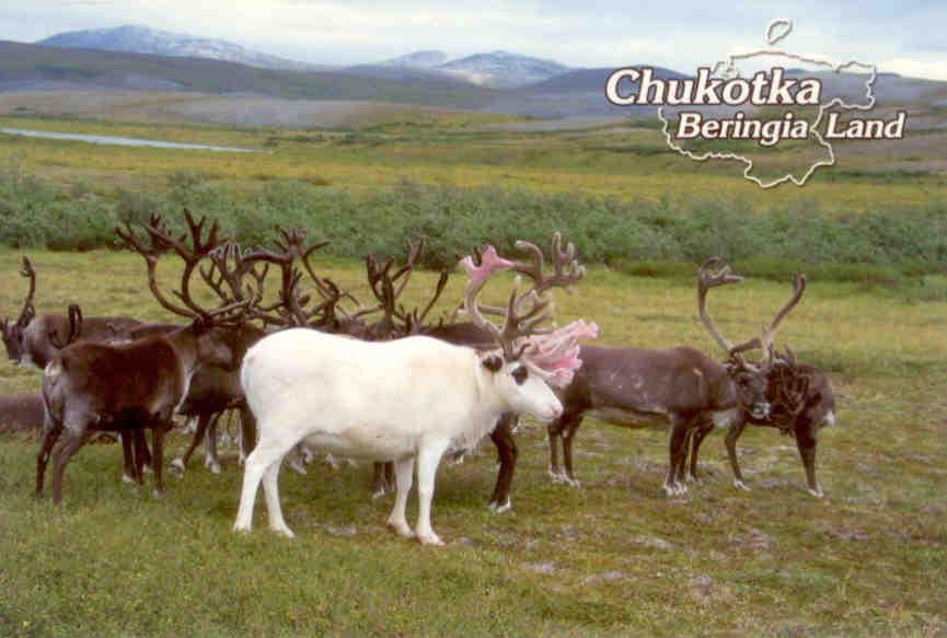 Chukotka, Reindeer heard (sic)