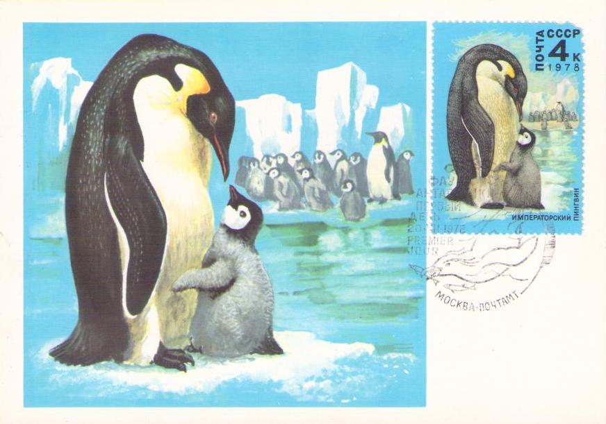 Penguins (Maximum Card)