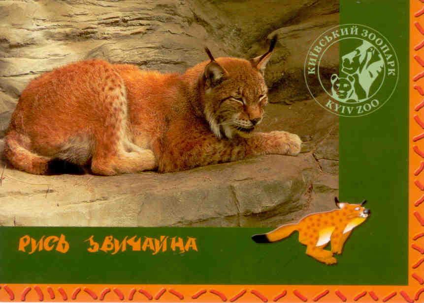 Kyiv (Kiev) Zoo, Lynx (Ukraine)