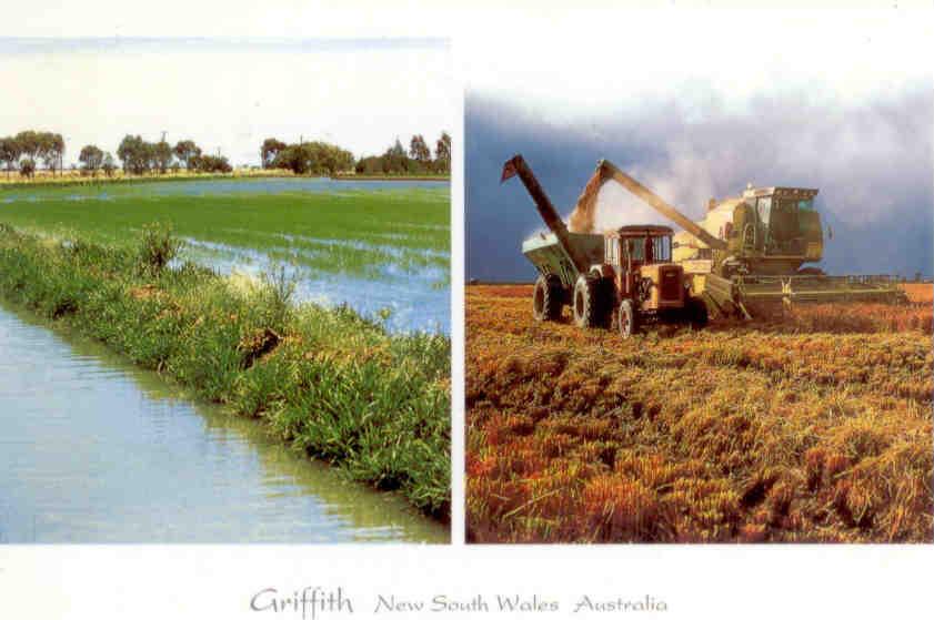 Griffith NSW, Murrumbidgee Irrigation Scheme