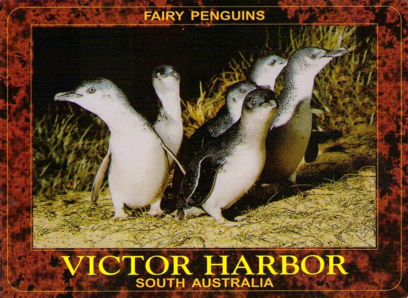 Victor Harbor, Fairy Penguins
