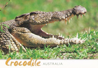 Crocodile