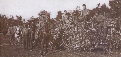 Cairns, Cane hauling tram at Glenoma, Brinsmead