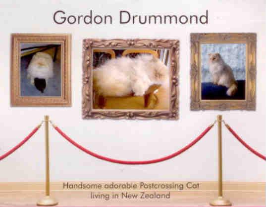 Gordon Drummond, cat