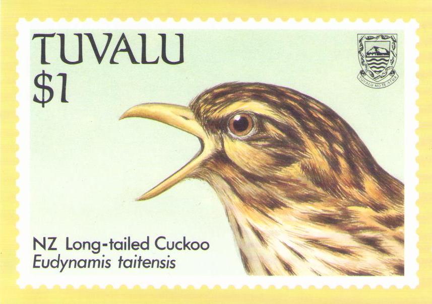 NZ Long-tailed Cuckoo