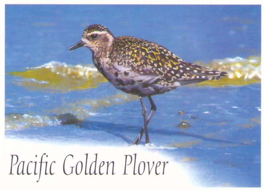 Pacific Golden Plover
