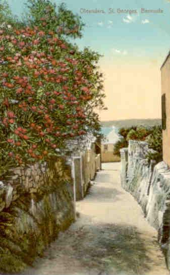 St. Georges, Oleanders (Bermuda)