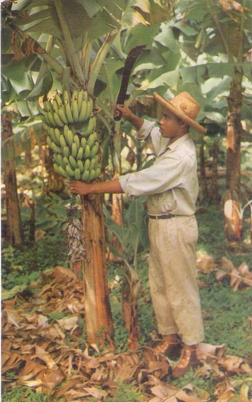 Martinique, The banana-tree and its bunch