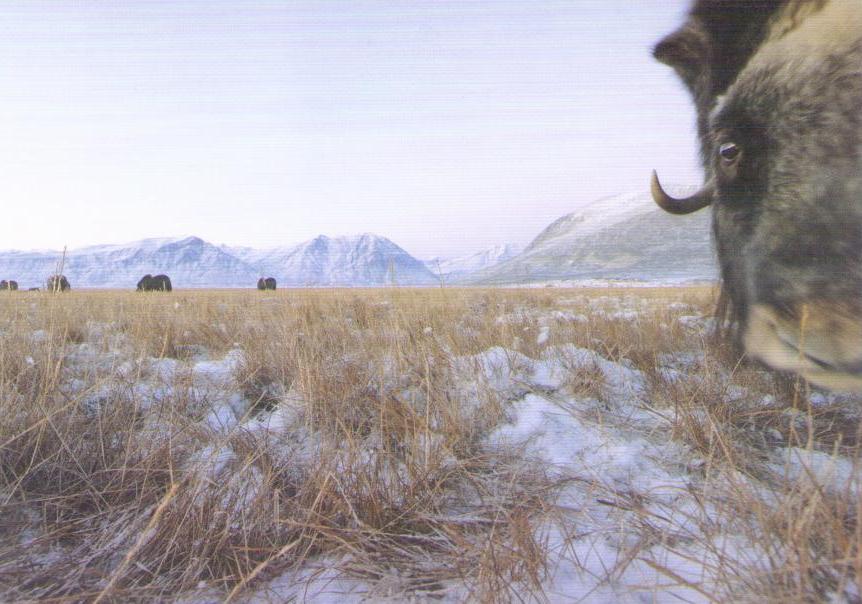 Musk Oxen in North-east Greenland