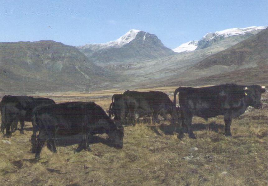 Cattle in South Greenland