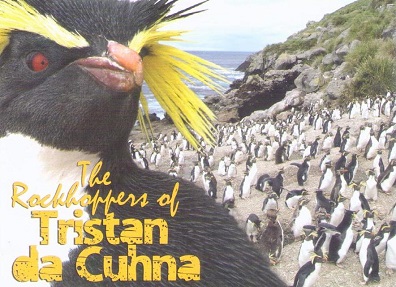 The Rockhoppers of Tristan da Cunha – close-up