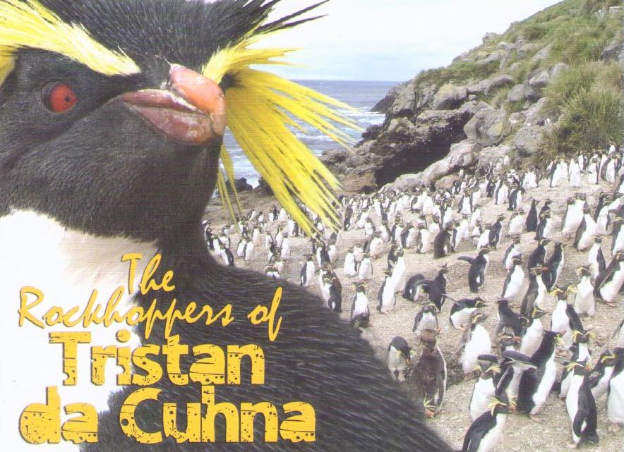 The Rockhoppers of Tristan da Cunha – close-up