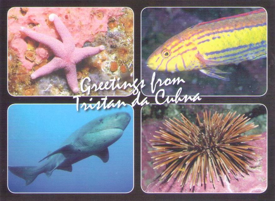 Greetings – four sea creatures