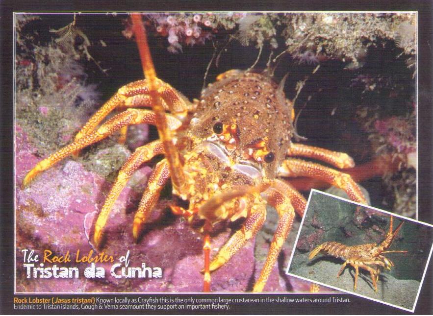 The Rock Lobster of Tristan da Cunha