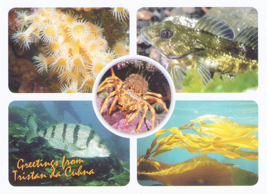Greetings from Tristan da Cunha – 5 sea creatures