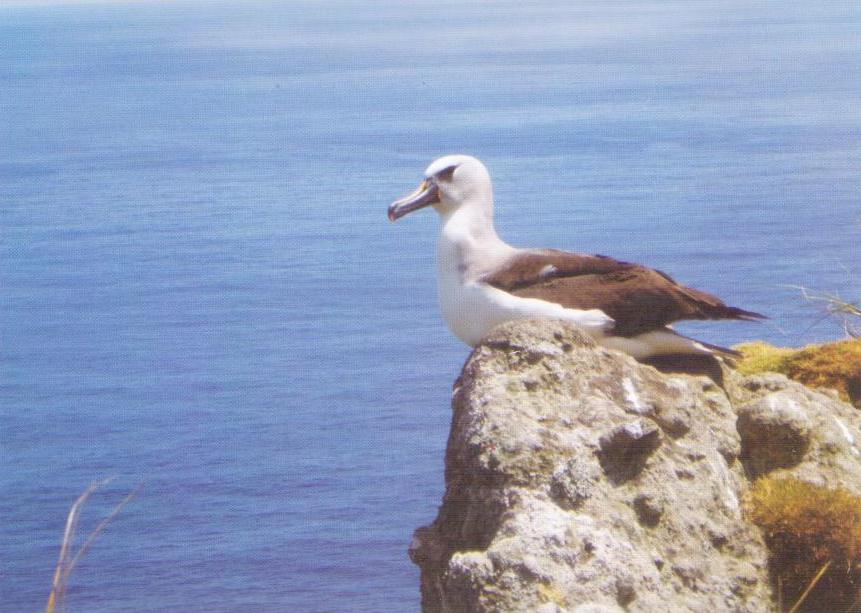 Nightingale Island, Yellow nosed Albatross