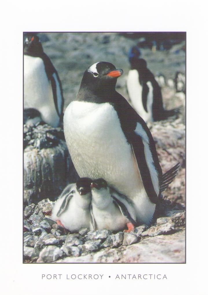 Port Lockroy, penguins