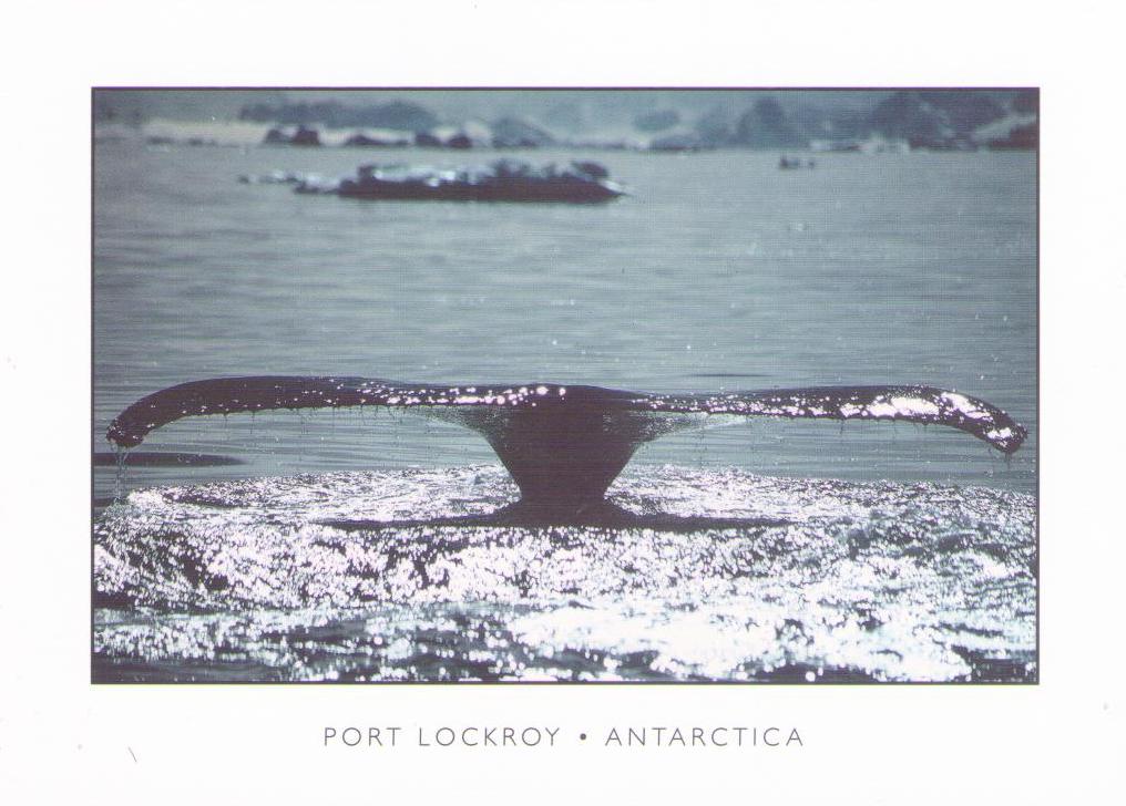 Port Lockroy, whale