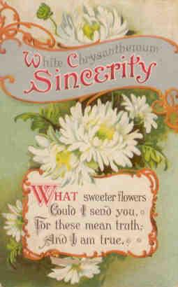 White Chrysanthemum Sincerity