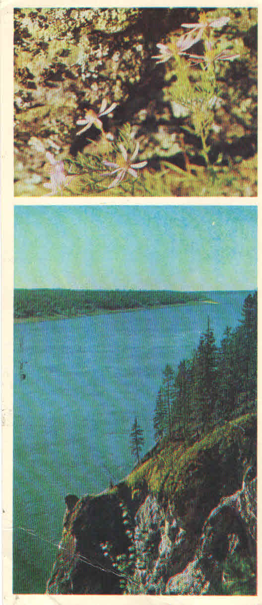 Siberian flowers (USSR)