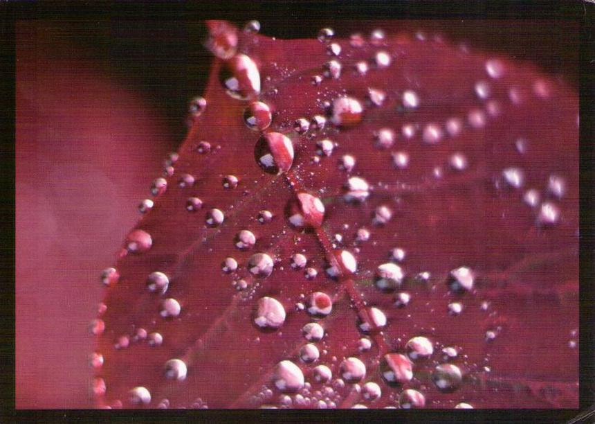 Water drops on leaf (Finland)