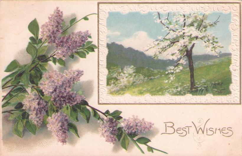Best Wishes (lilacs)
