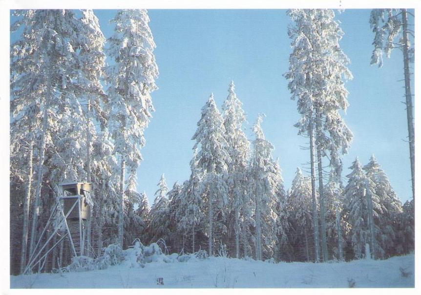 Snowy trees (Germany)