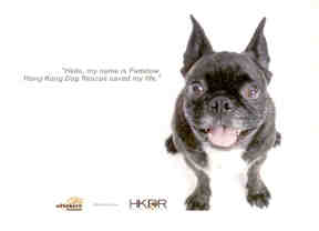 Hong Kong Dog Rescue
