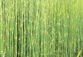 Green Lifestyle – Bamboo (Hong Kong)