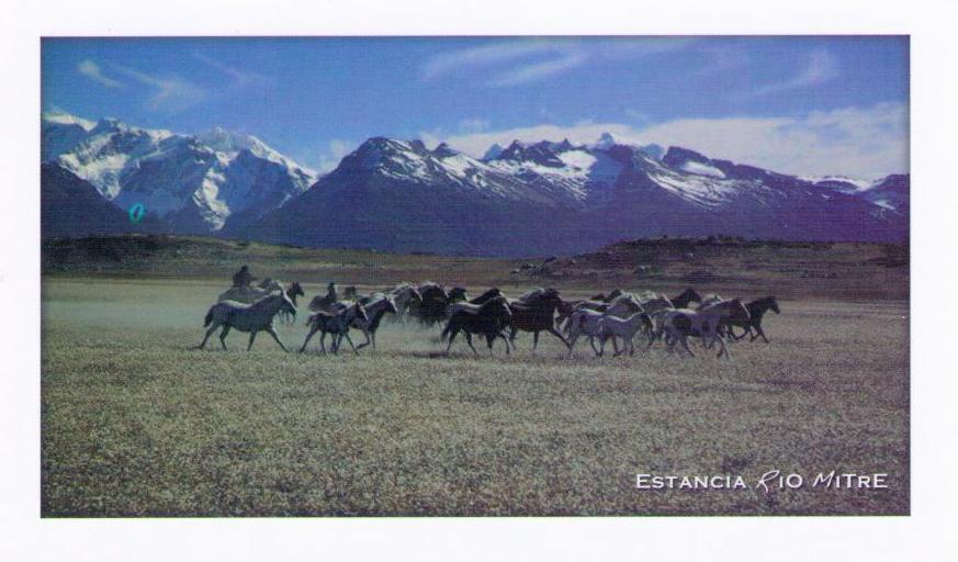 Patagonia, Estancia Rio Mitre, field (Argentina)