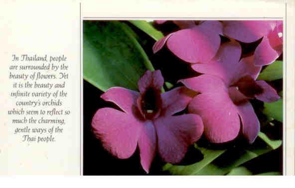 Thai Airways, orchids