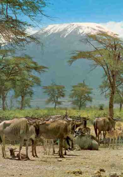 Wildebeeste and Mt. Kilimanjaro