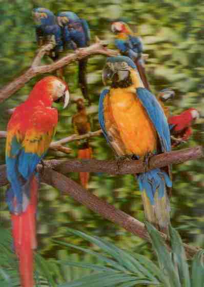 Parrots (3D)