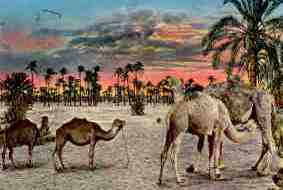 Camels (Libya)