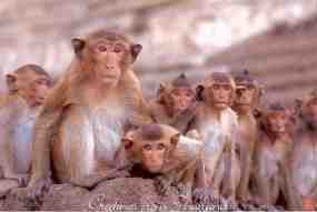 Monkeys send greetings (Thailand)