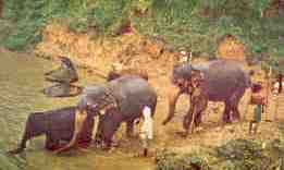 Elephants bathing (Ceylon)