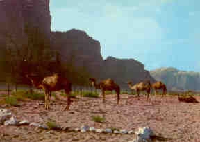 Camels (Jordan)