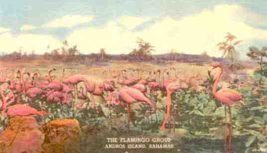 Flamingo display, Denver Museum of Natural History